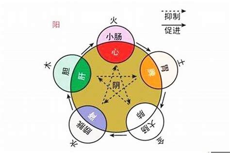 婷五行|婷字的五行属性